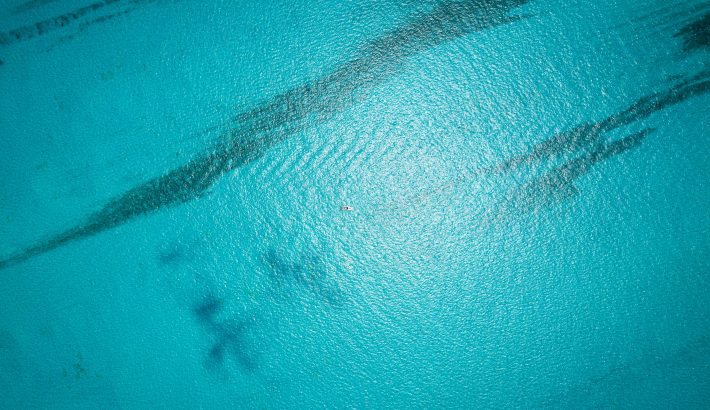 Cancun Whale Shark Tours