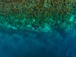 Tourist snorkeling over vibrant coral reef on a Playa del Carmen boat tour