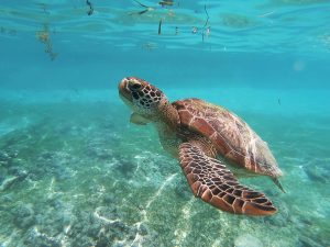 Sea turtle surfacing for air during Riviera Maya snorkeling trip
