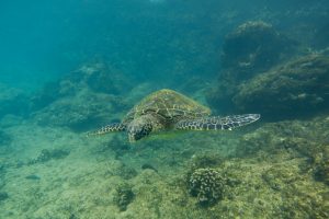 Green sea turtle spotted while snorkeling
